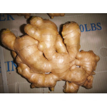 Anqiu Air Dry Ginger Fresh Ginger High Quality
